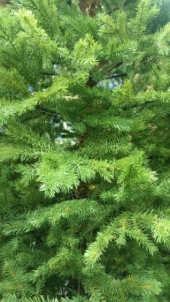 Елка искусственная Царь