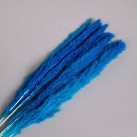 Сухоцвет Пушистая пампасная трава, высушенная, голубой