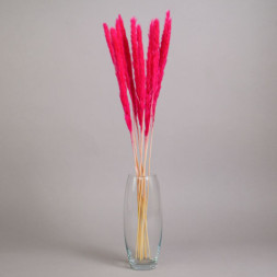 Сухоцвет Пушистая пампасная трава высушенная, розовый