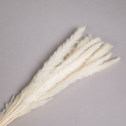 Сухоцвет Пушистая пампасная трава, высушенная, белый
