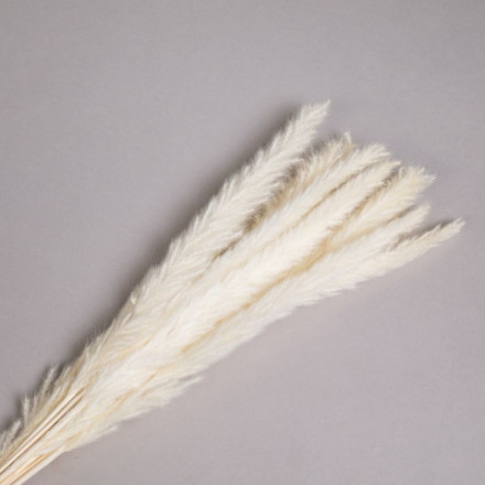 Сухоцвет Пушистая пампасная трава, высушенная, белый