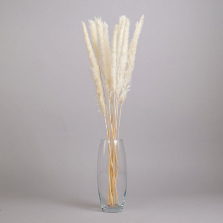 Сухоцвет Пушистая пампасная трава, высушенная, белый